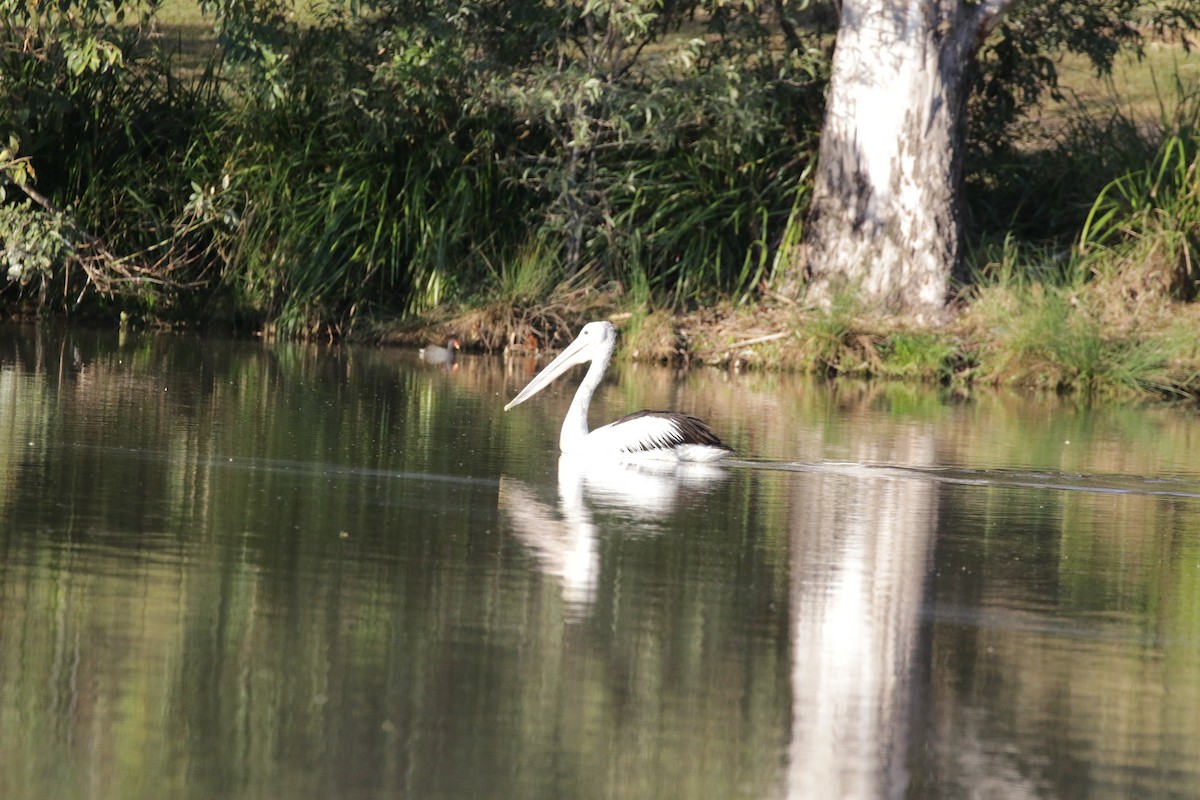 Australian Pelican - ML592695671