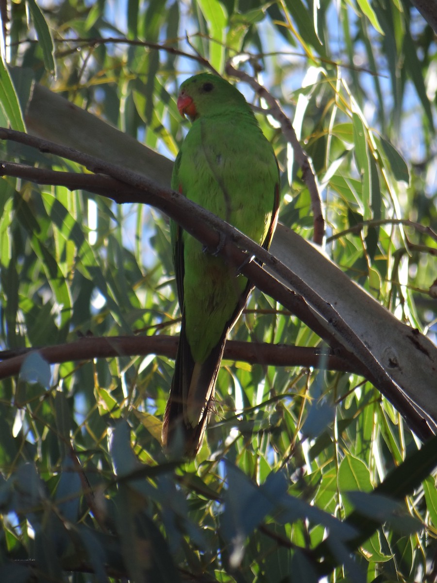 Red-winged Parrot - Milly Formby