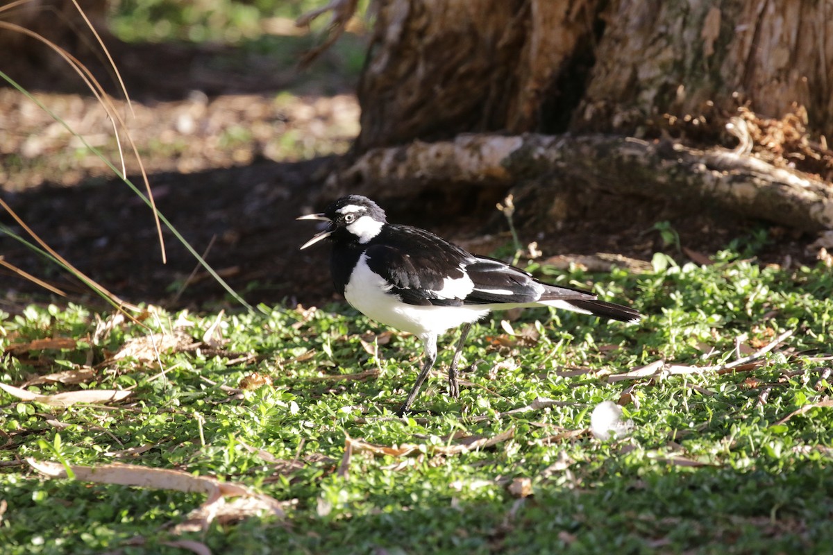 Magpie-lark - ML592696171