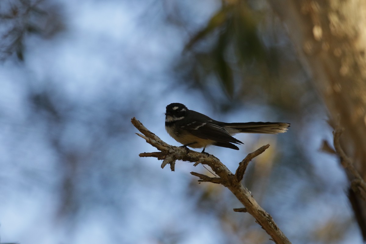 Gray Fantail - Mike Youdale