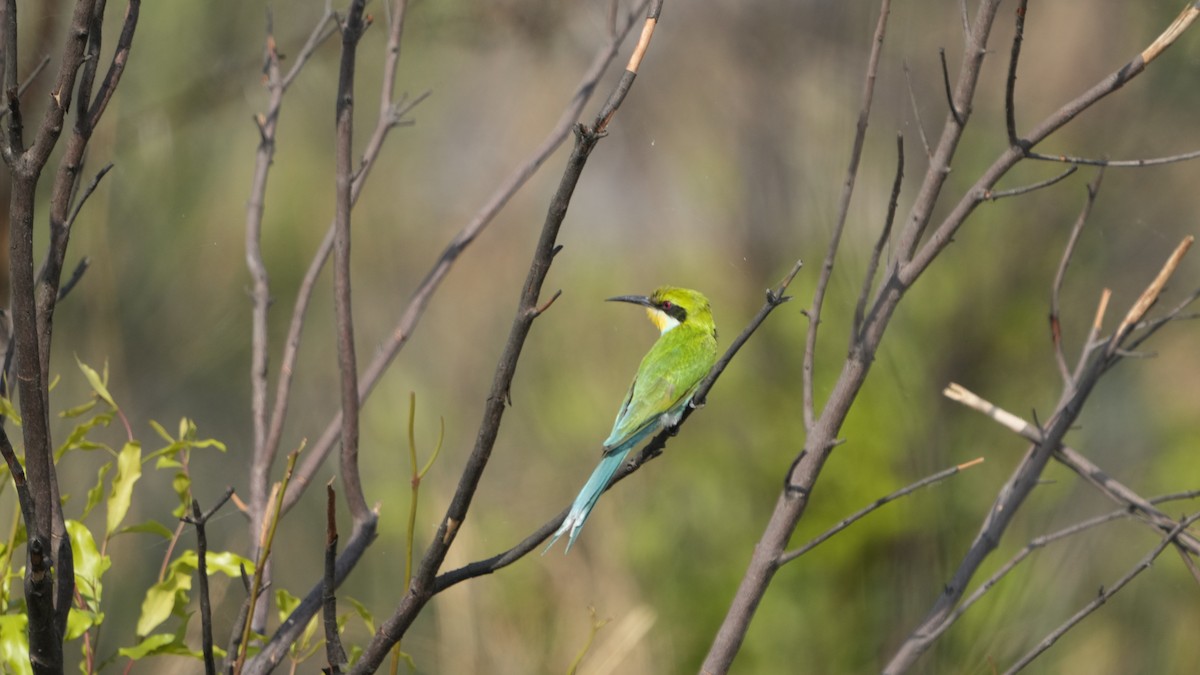 Abejaruco Golondrina - ML592696301