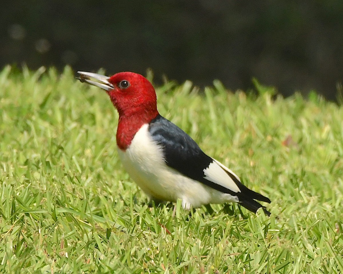 Red-headed Woodpecker - Ted Wolff