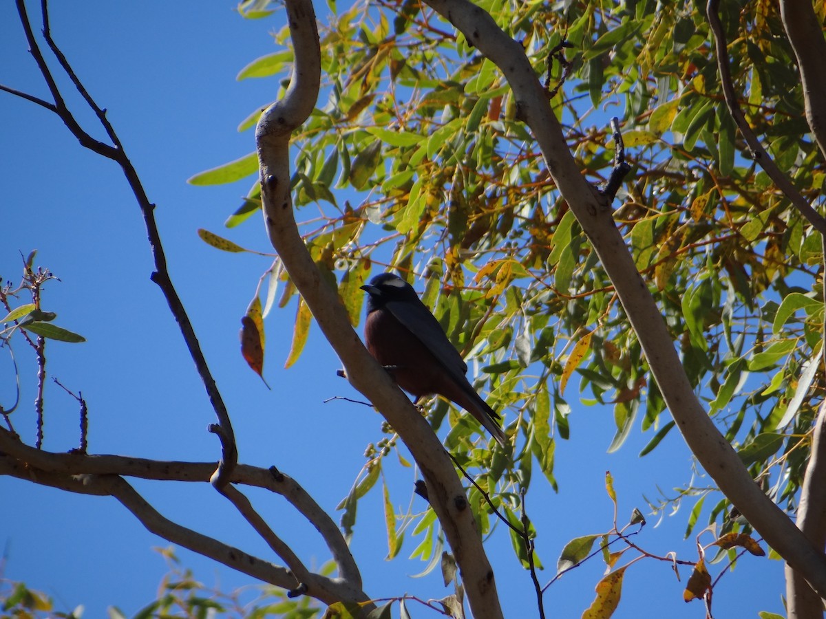 White-browed Woodswallow - ML592696491
