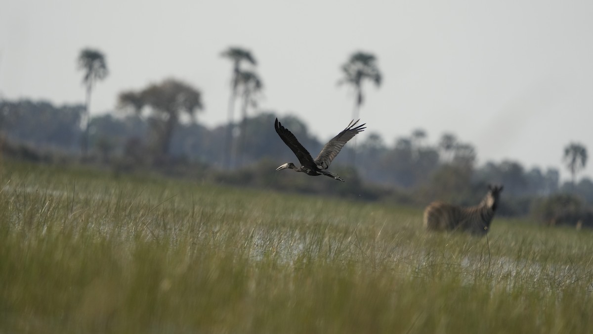 African Openbill - Hunter Book