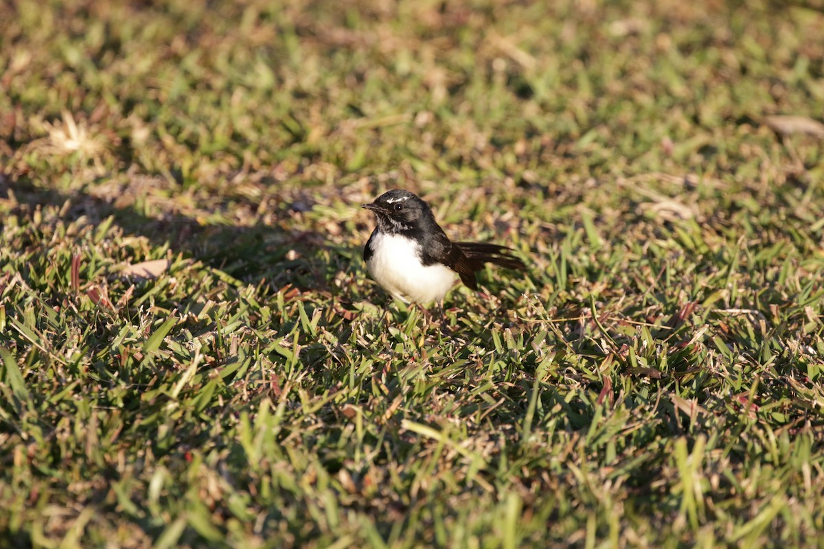 Willie-wagtail - ML592696621