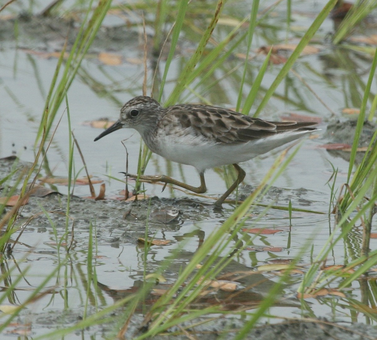 Long-toed Stint - ML59269701