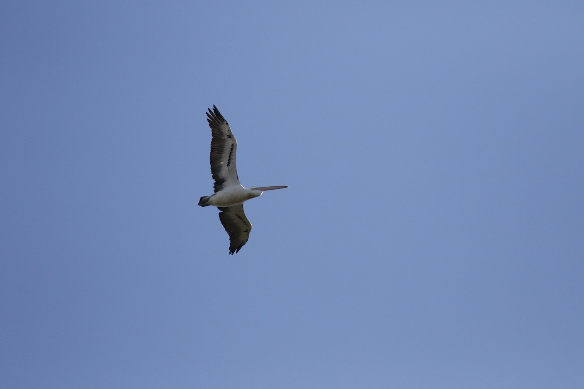 Australian Pelican - ML592697011