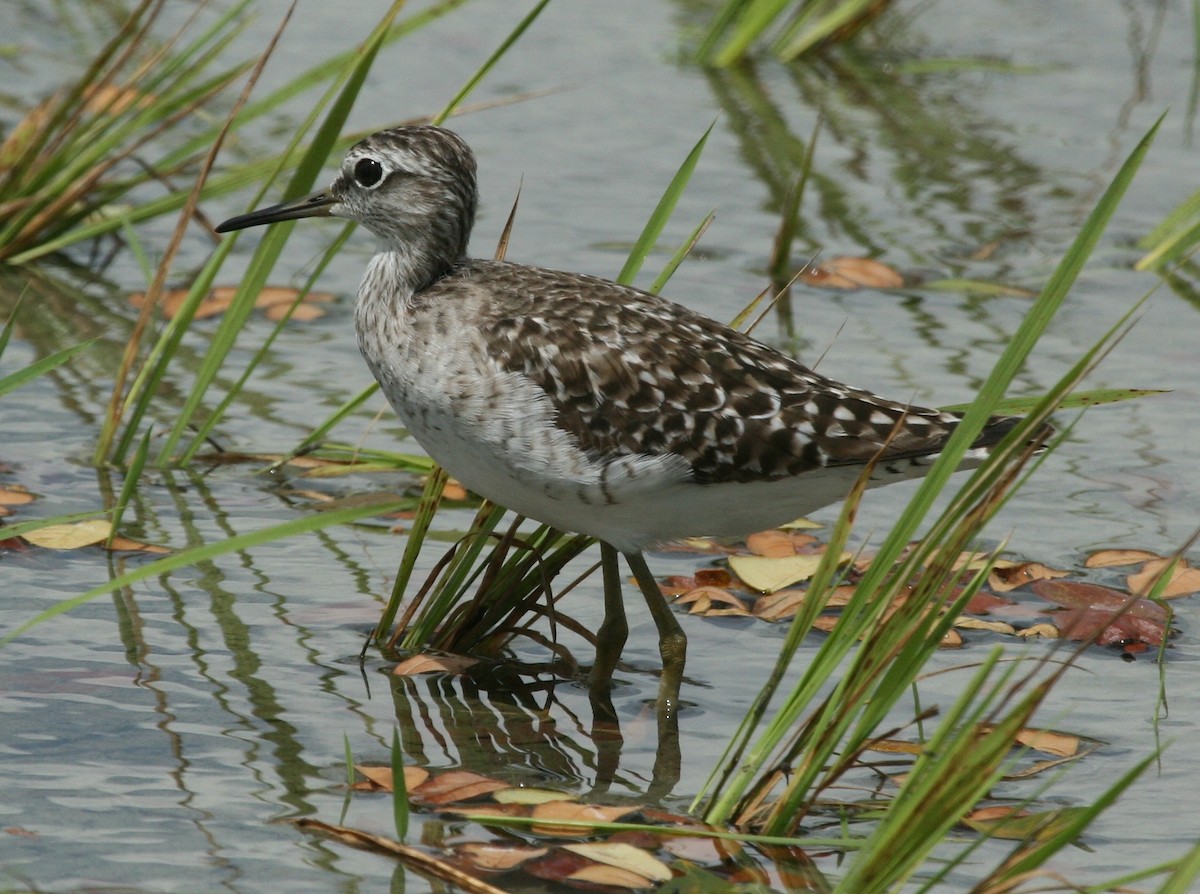 Wood Sandpiper - ML59269751