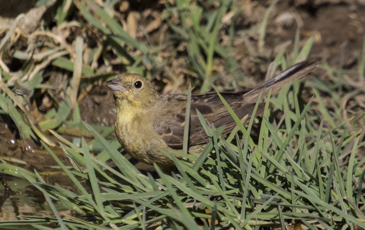 Cinereous Bunting - ML592698041