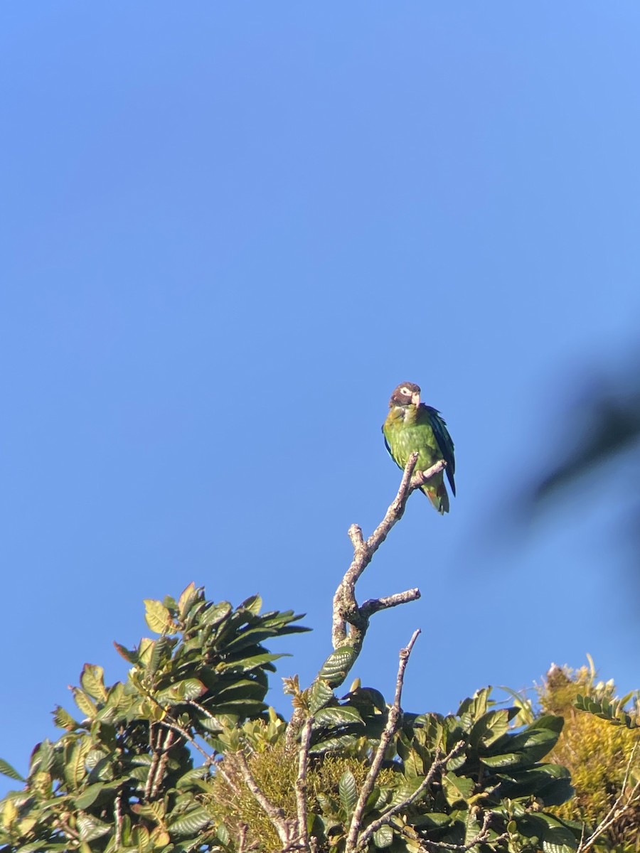 Brown-hooded Parrot - ML592699001