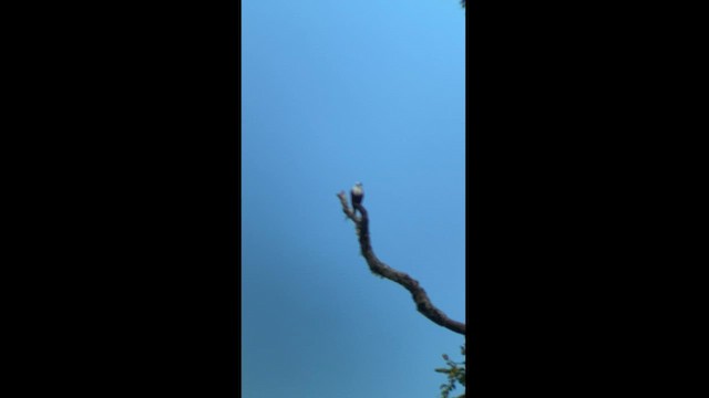 Three-wattled Bellbird - ML592699671