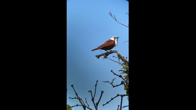 Three-wattled Bellbird - ML592699701