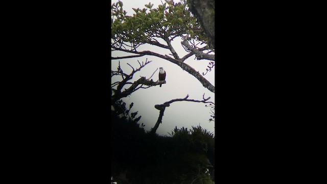 Three-wattled Bellbird - ML592699711