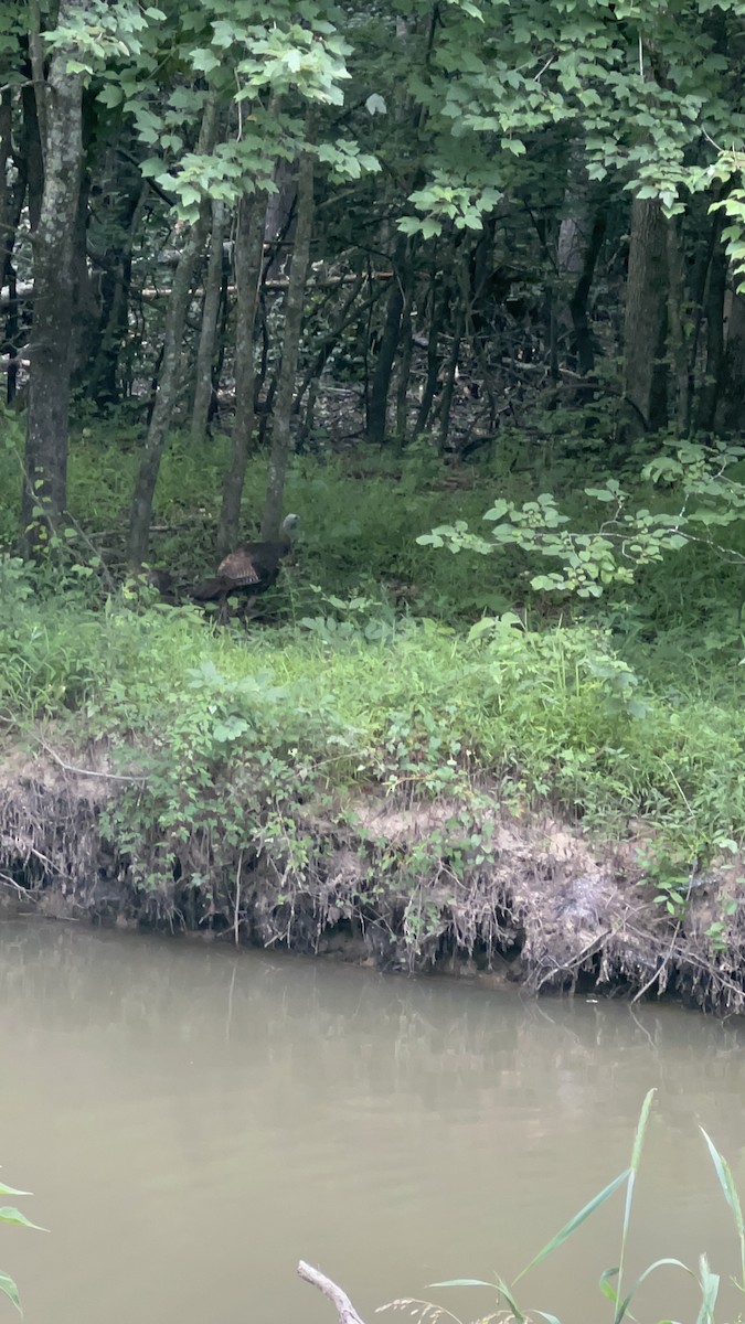 Wild Turkey - SALLY HANCOCK