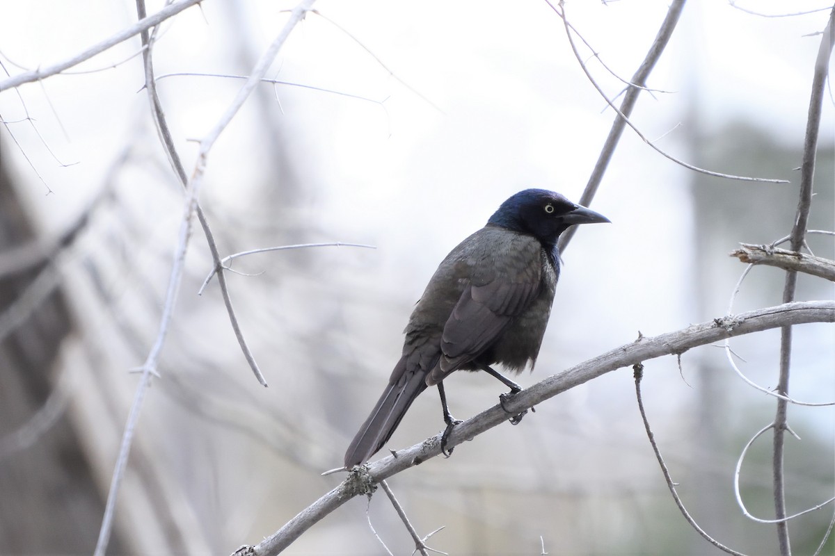 Common Grackle - ML592701091