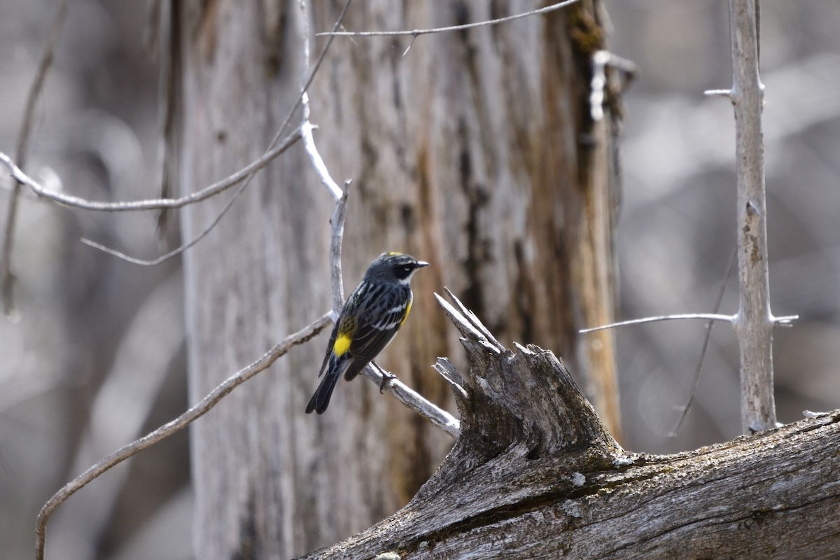 Yellow-rumped Warbler - ML592702201