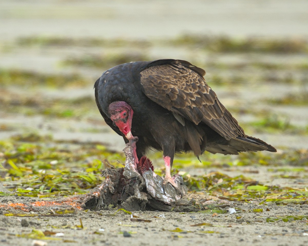 Turkey Vulture - ML592702601