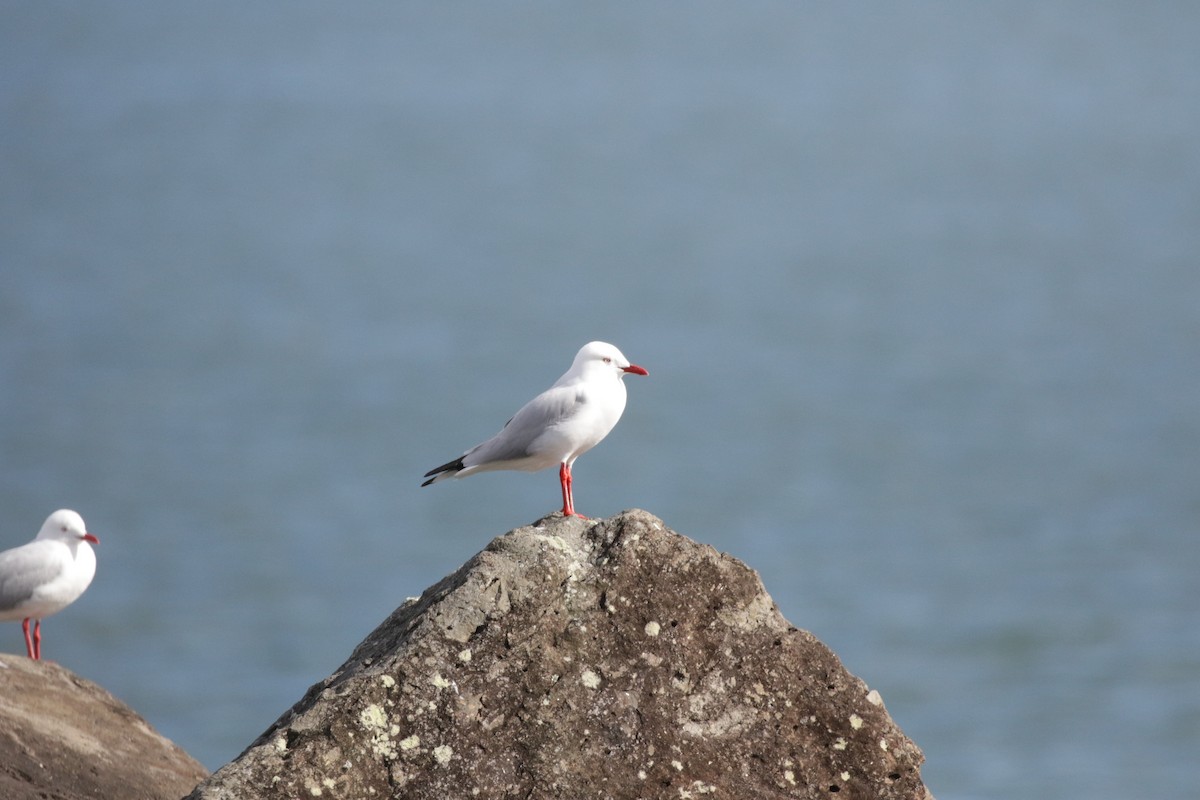 Gaviota Plateada - ML592702721