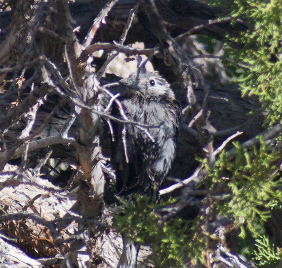 Clark's Nutcracker - ML592703131