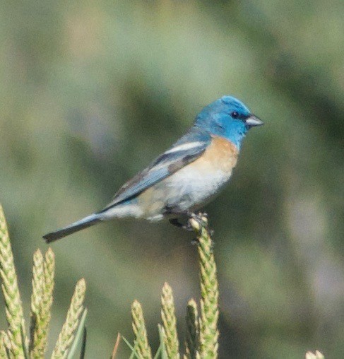 Lazuli Bunting - ML592703201