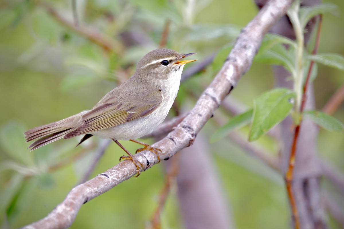 Mosquitero Boreal - ML592703381