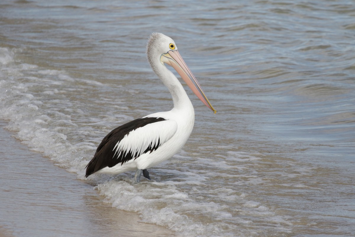 pelikán australský - ML592703531