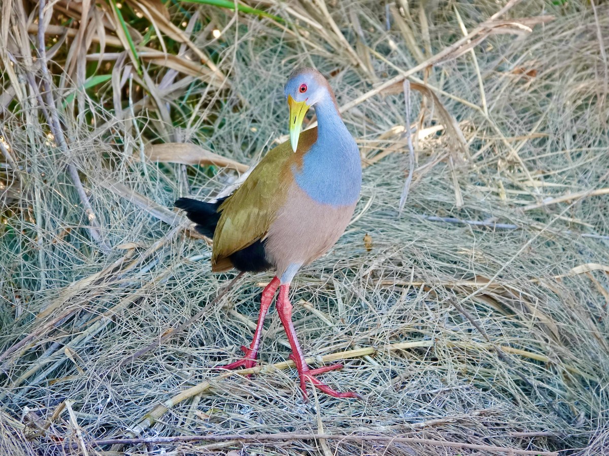 Giant Wood-Rail - ML592703641