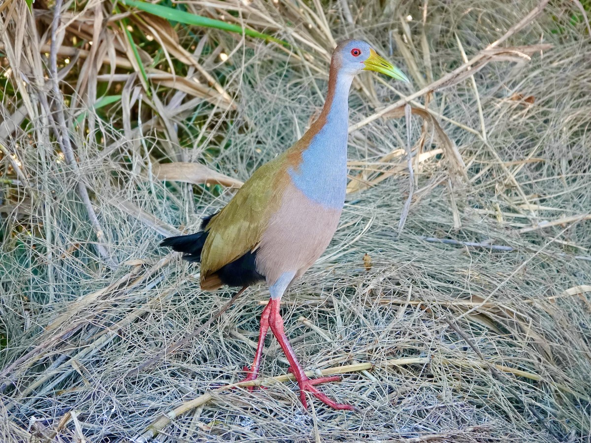 Giant Wood-Rail - ML592703651