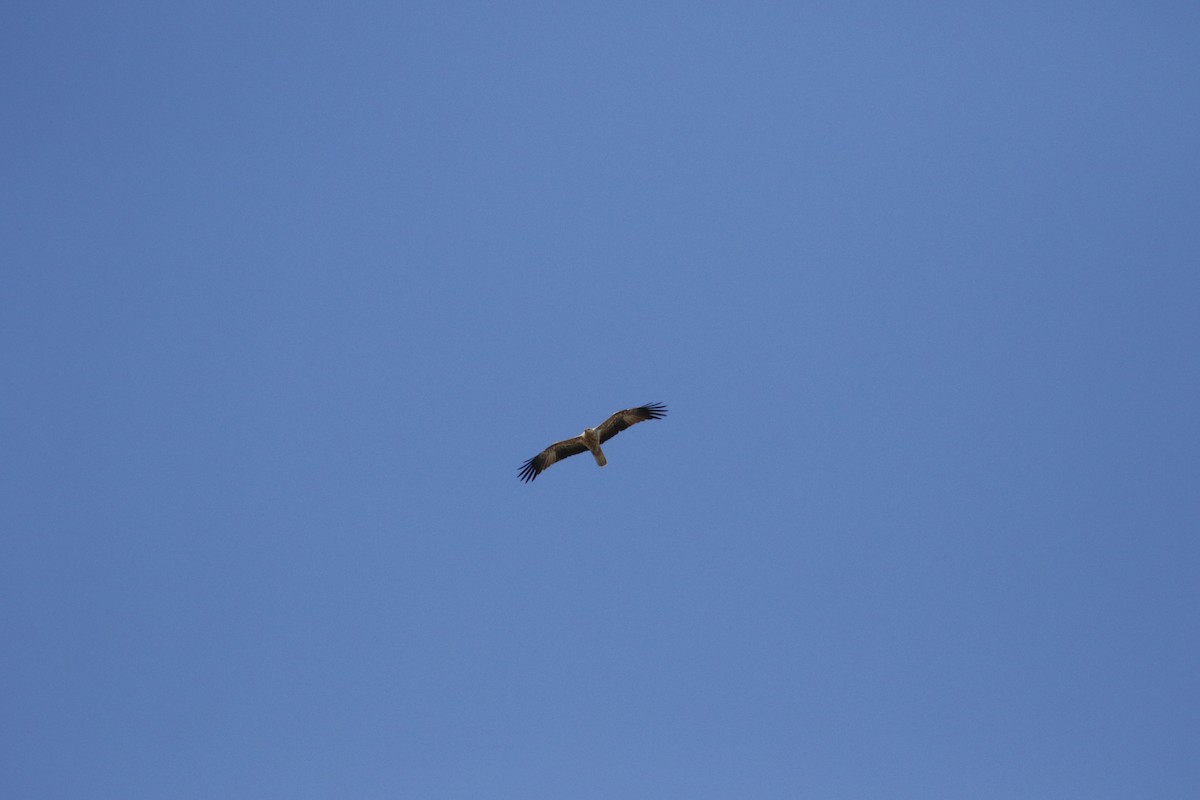 Whistling Kite - ML592703711