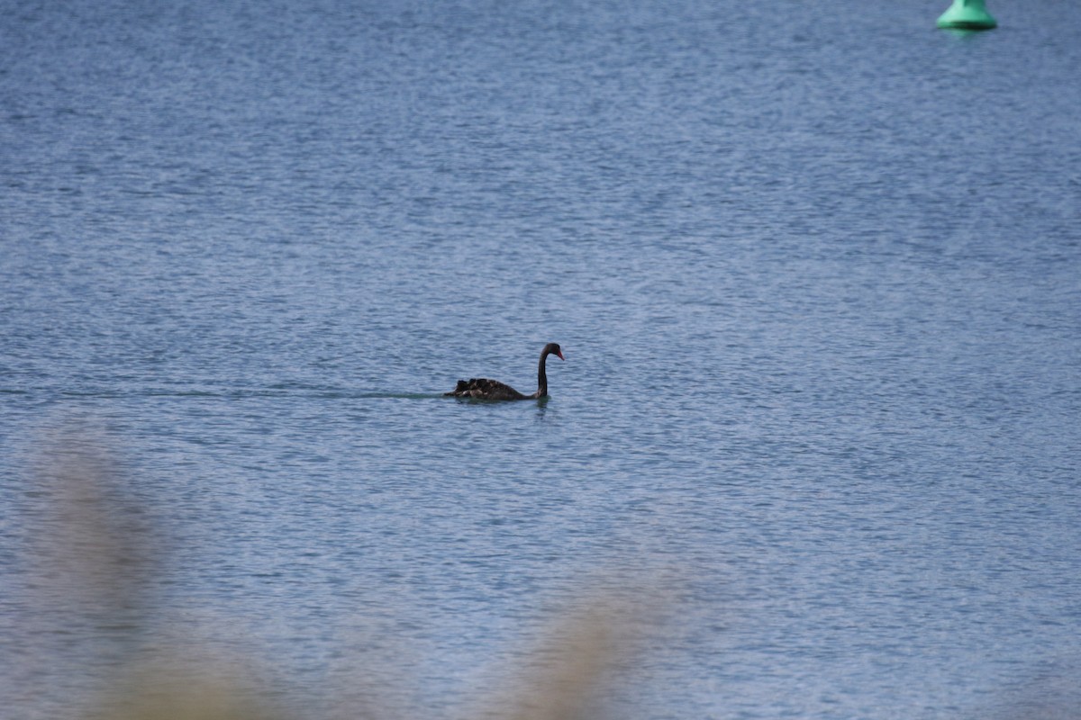 Black Swan - ML592704171