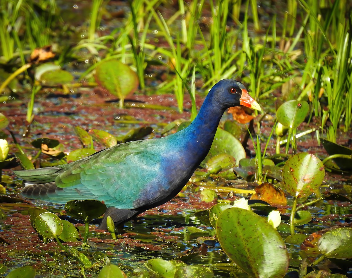 Purple Gallinule - Valeria  Martins