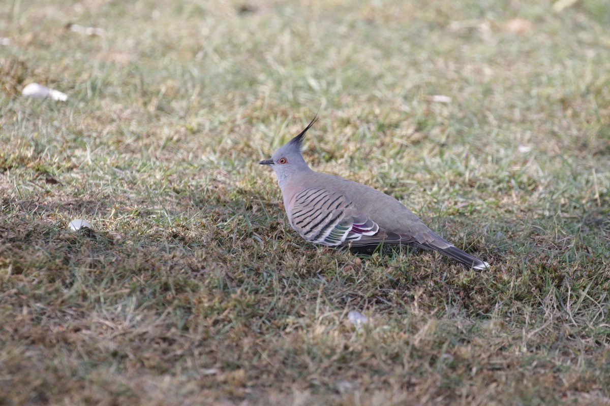 Crested Pigeon - ML592704631