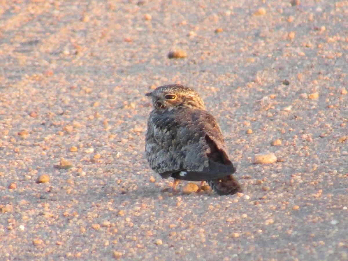 Common Nighthawk - ML592704751