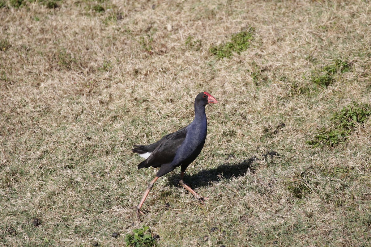 Australasian Swamphen - Mike Youdale