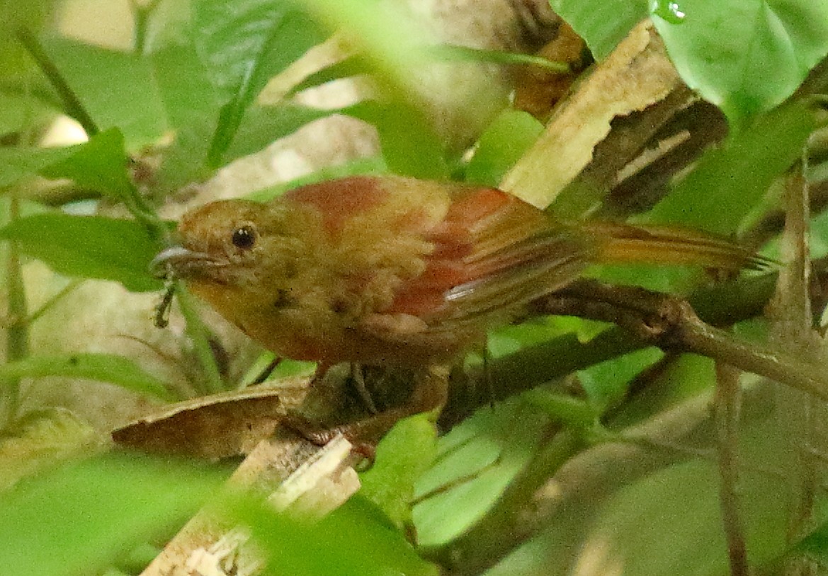 Red-crowned Ant-Tanager - ML59270541