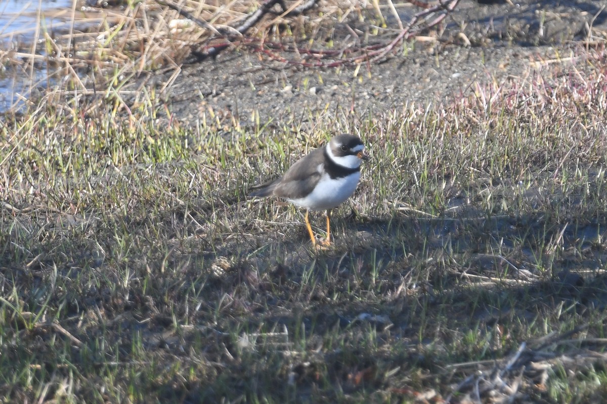 Semipalmated Plover - ML592705631
