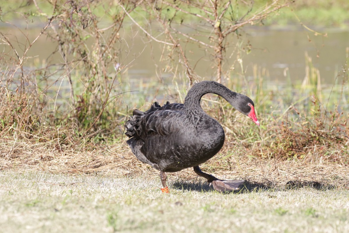 Black Swan - ML592705711