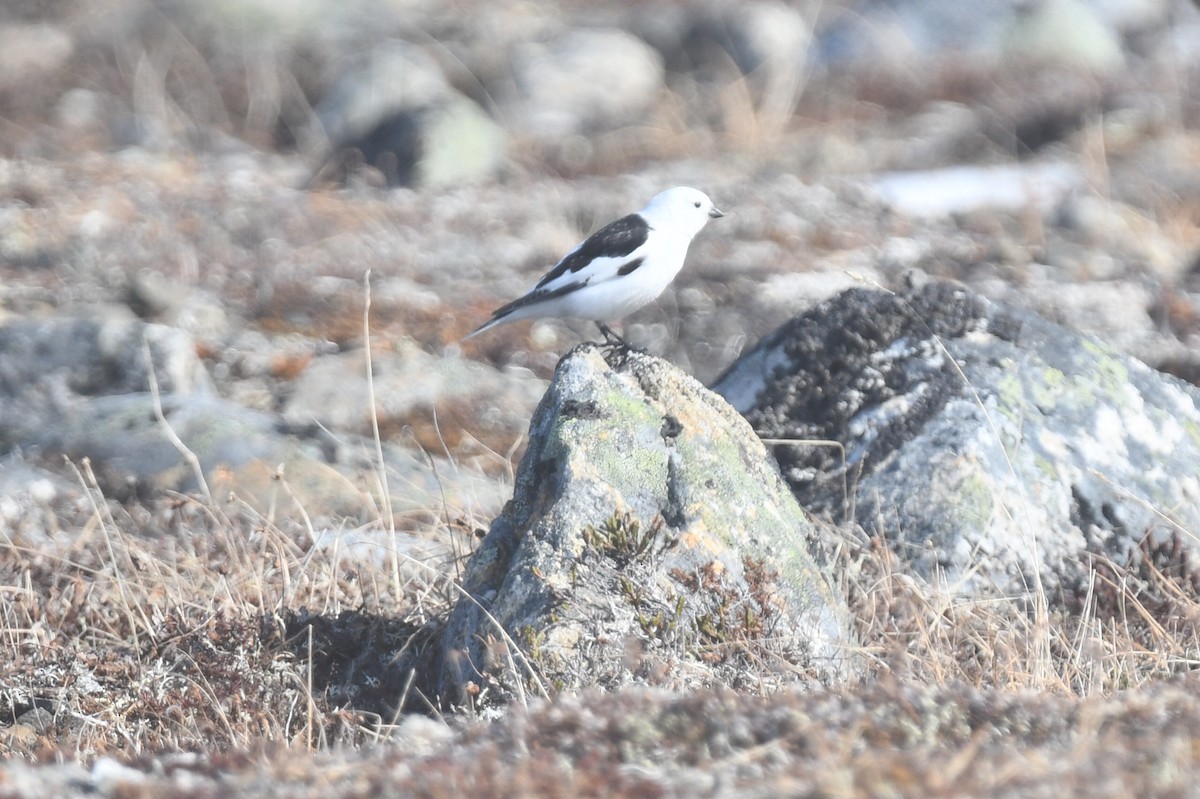 Snow Bunting - ML592705991