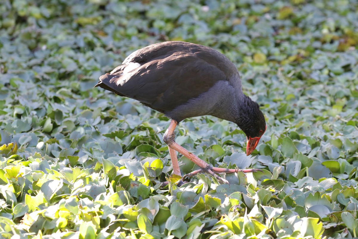 Australasian Swamphen - ML592706161