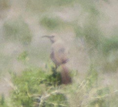 LeConte's Thrasher - ML592706171