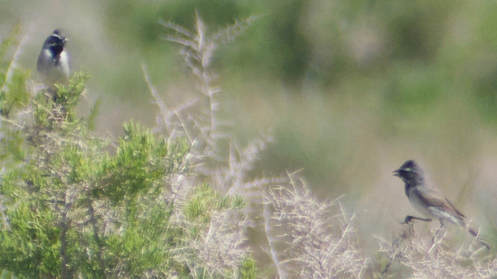 Black-throated Sparrow - ML592706331