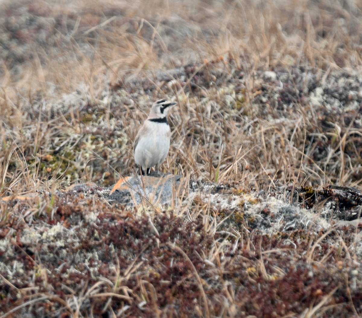 Horned Lark - Brian Johnson