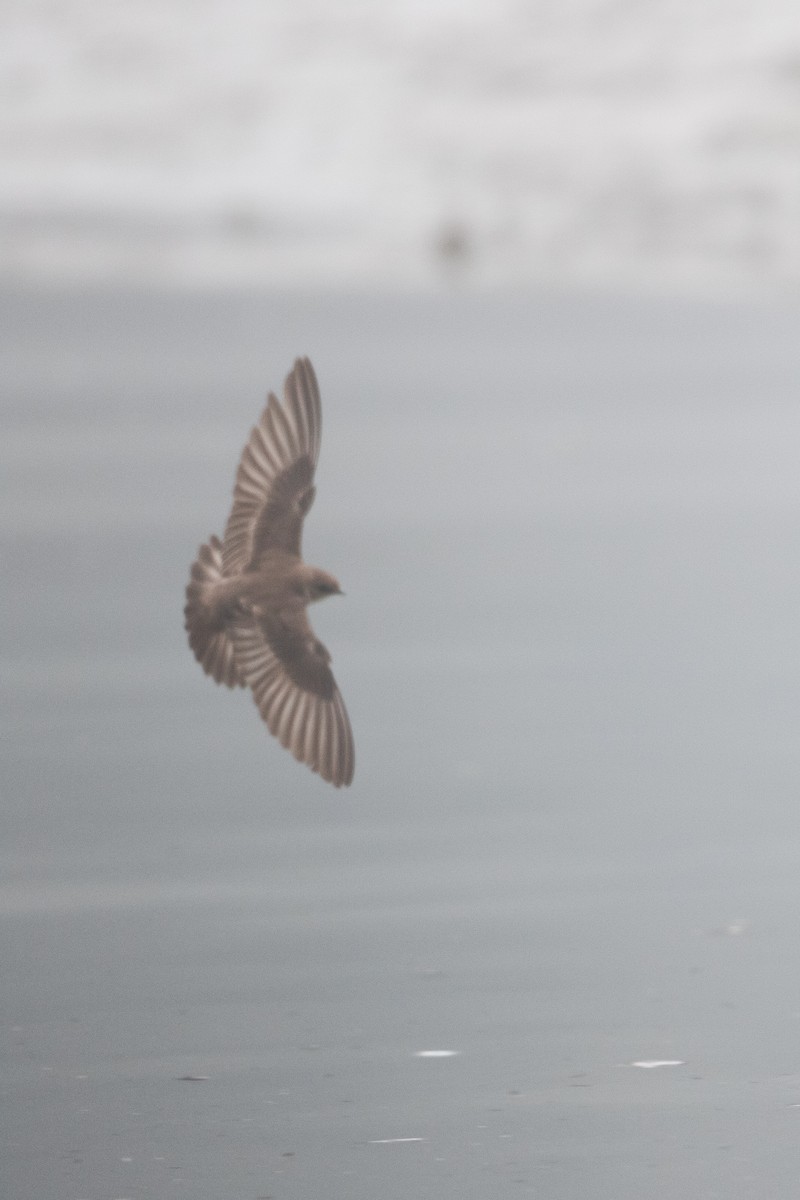 Hirondelle à ailes hérissées - ML592706491