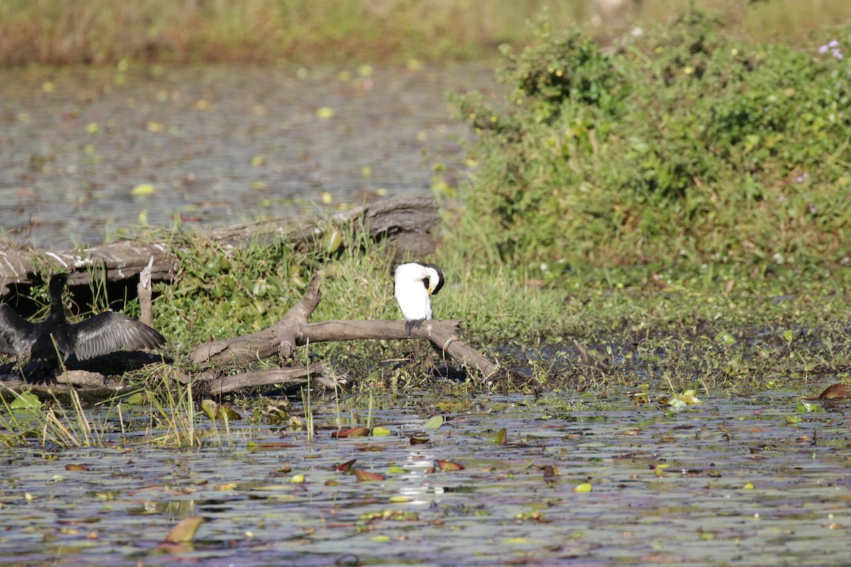 Little Pied Cormorant - ML592707051