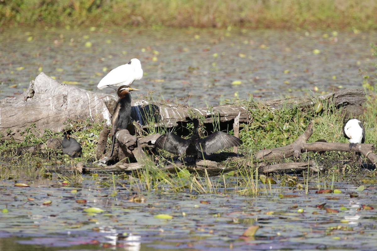 anhinga australská - ML592707111