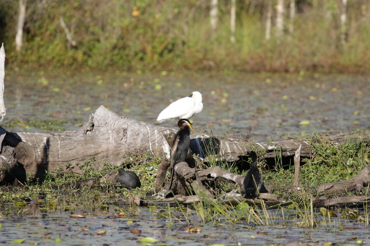 Australasian Darter - ML592707201