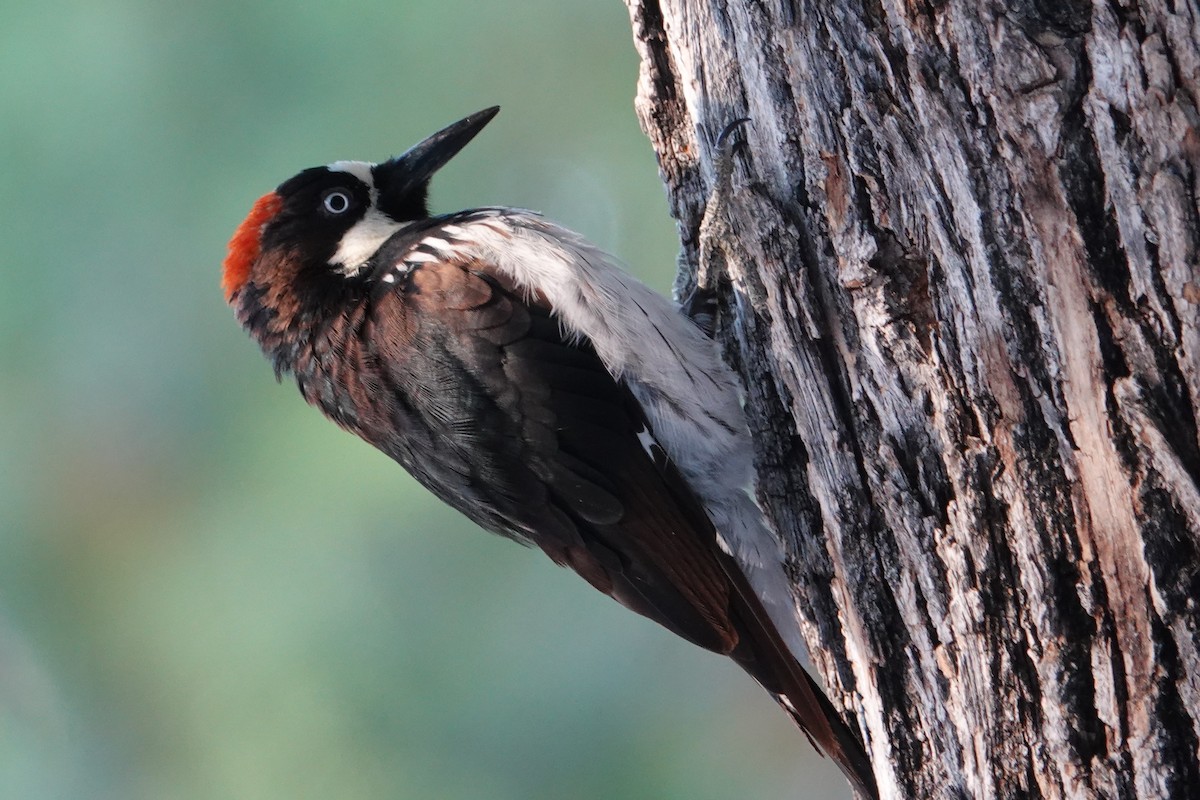 Acorn Woodpecker - ML592707361
