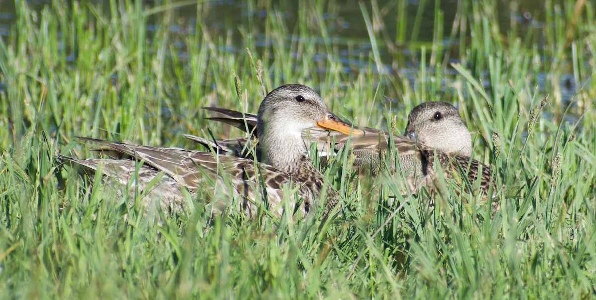 Gadwall - ML592707371