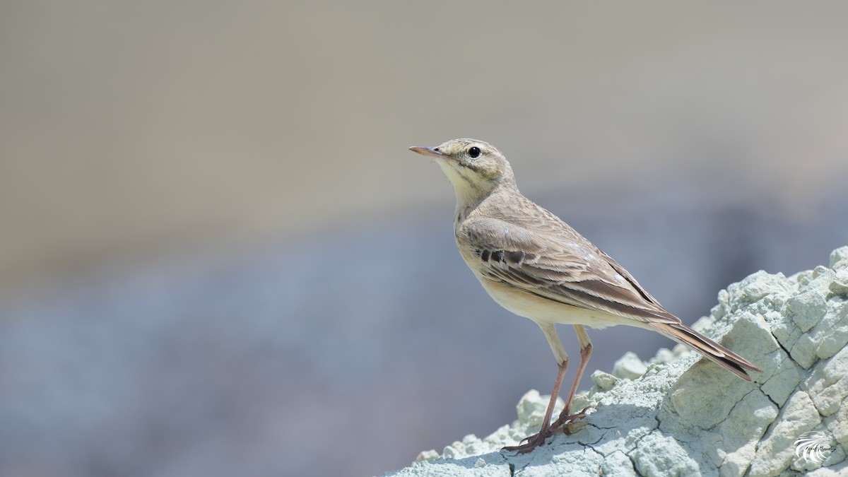 Tawny Pipit - ML59270741