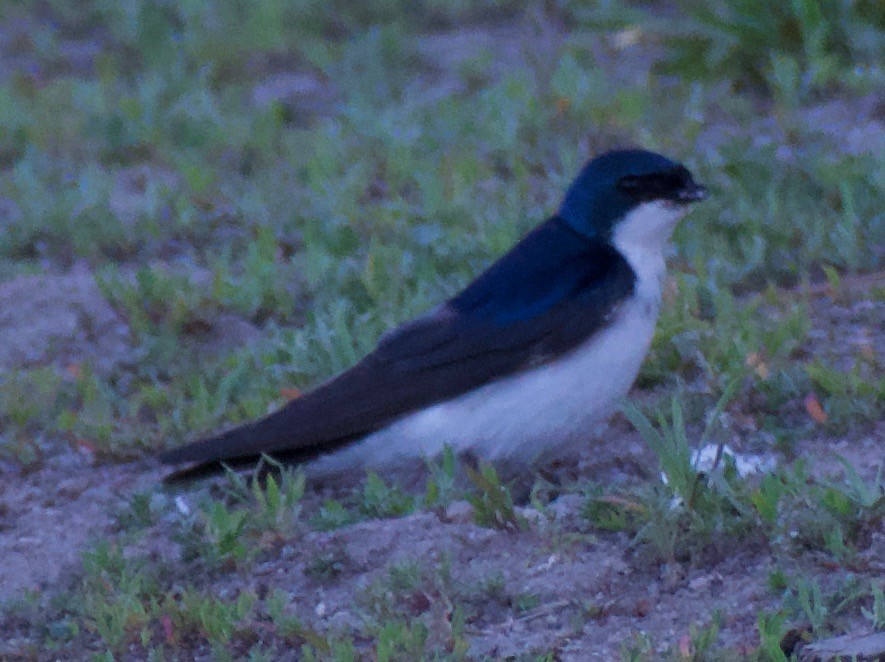 Tree Swallow - ML592707481